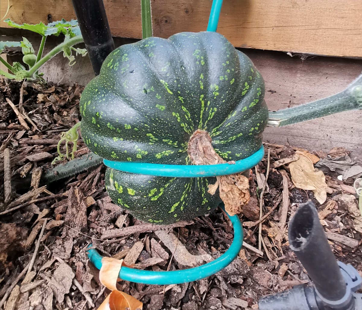 PortPlaces's tweet photo. For #CompostingAwarenessWeek. A pumpkin from the compost nests in the compost turner. https://t.co/vYt0Rs26QU