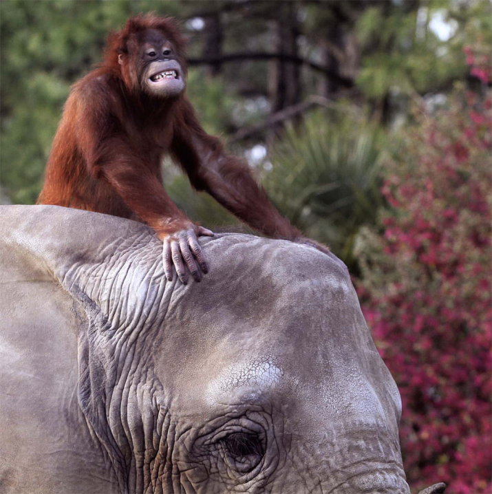 🚨BREAKING NEWS🚨

Orangutans have domesticated elephants