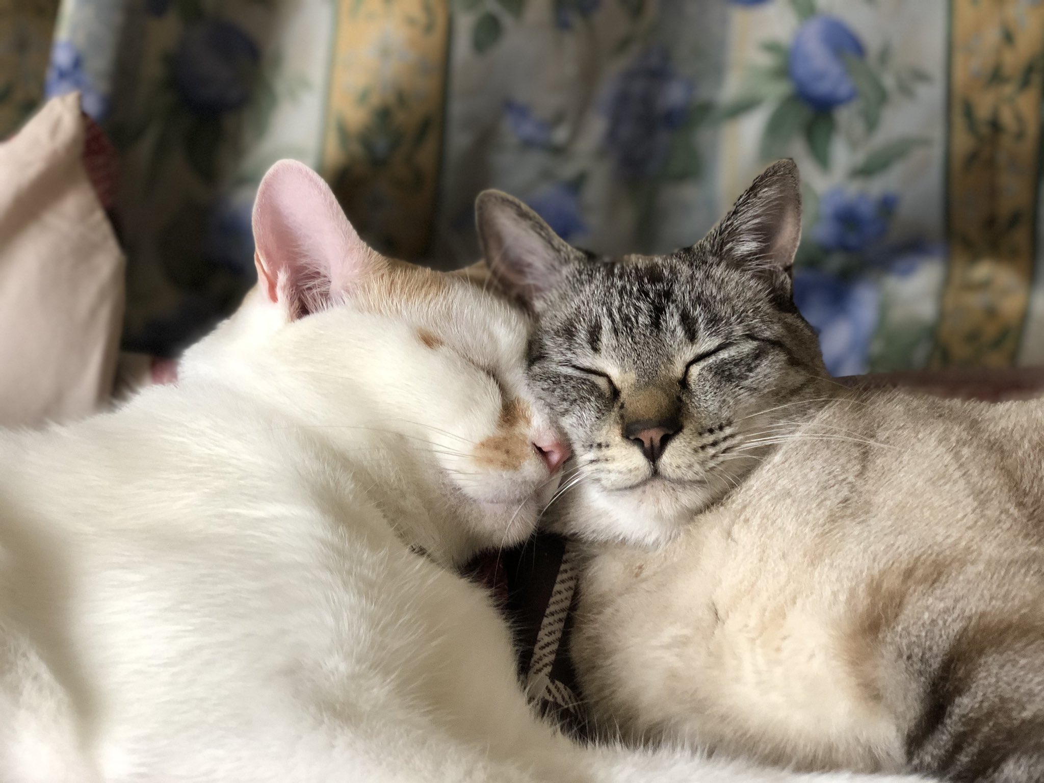 Mie みい なんでそんなにくっついてる あずきは優しいから誰でもwell Comeなんだよね あ 可愛い 癒し猫 保護猫 可愛いだけの写真 あずきときなこ T Co Xhfzsssmqf Twitter