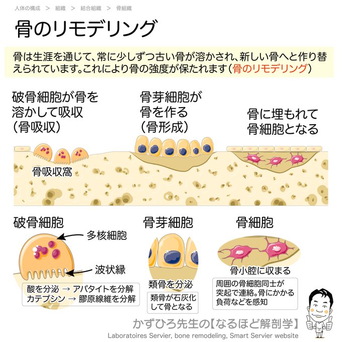 解剖 高画質 のtwitterイラスト検索結果 古い順