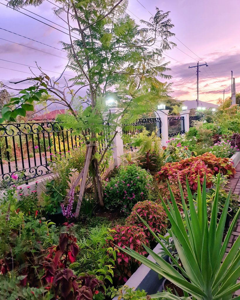 Hummingbird🪽 tweet media