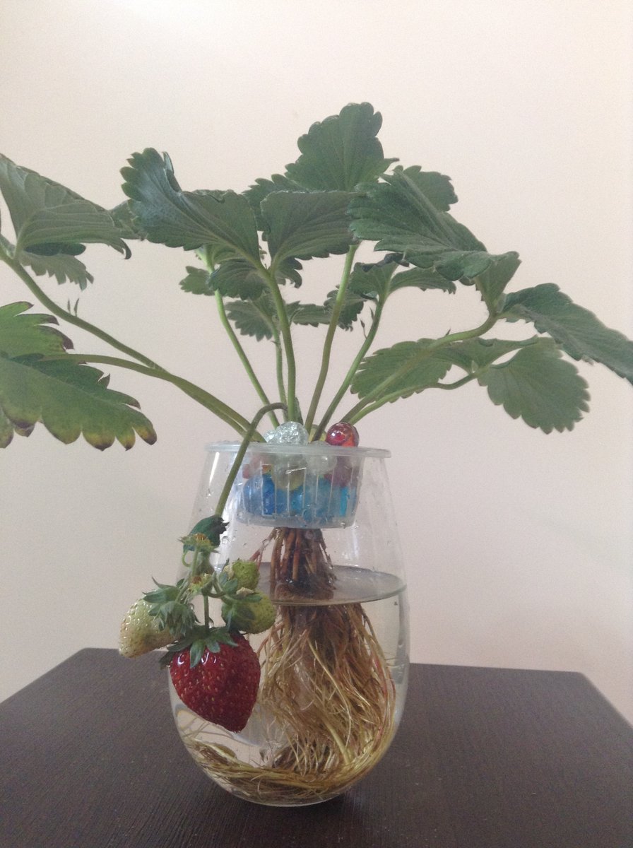 ビー玉水耕栽培 プチ モロコ養殖とアクアポニックス V Twitter モロコの繁殖のために メダカの卵をヤフオクで 落札して ふ化させて稚魚の育て方を覚えました が このメダカどうする よし メダカが パイナップルを育てるに決定 パイナップルは 水耕