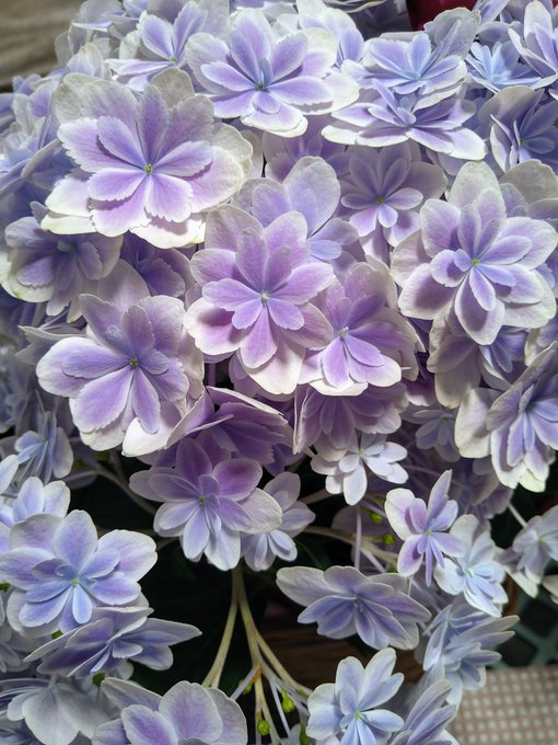 万華鏡のtwitterイラスト検索結果 古い順 万華鏡のtwitterイラスト検索結果 古い順