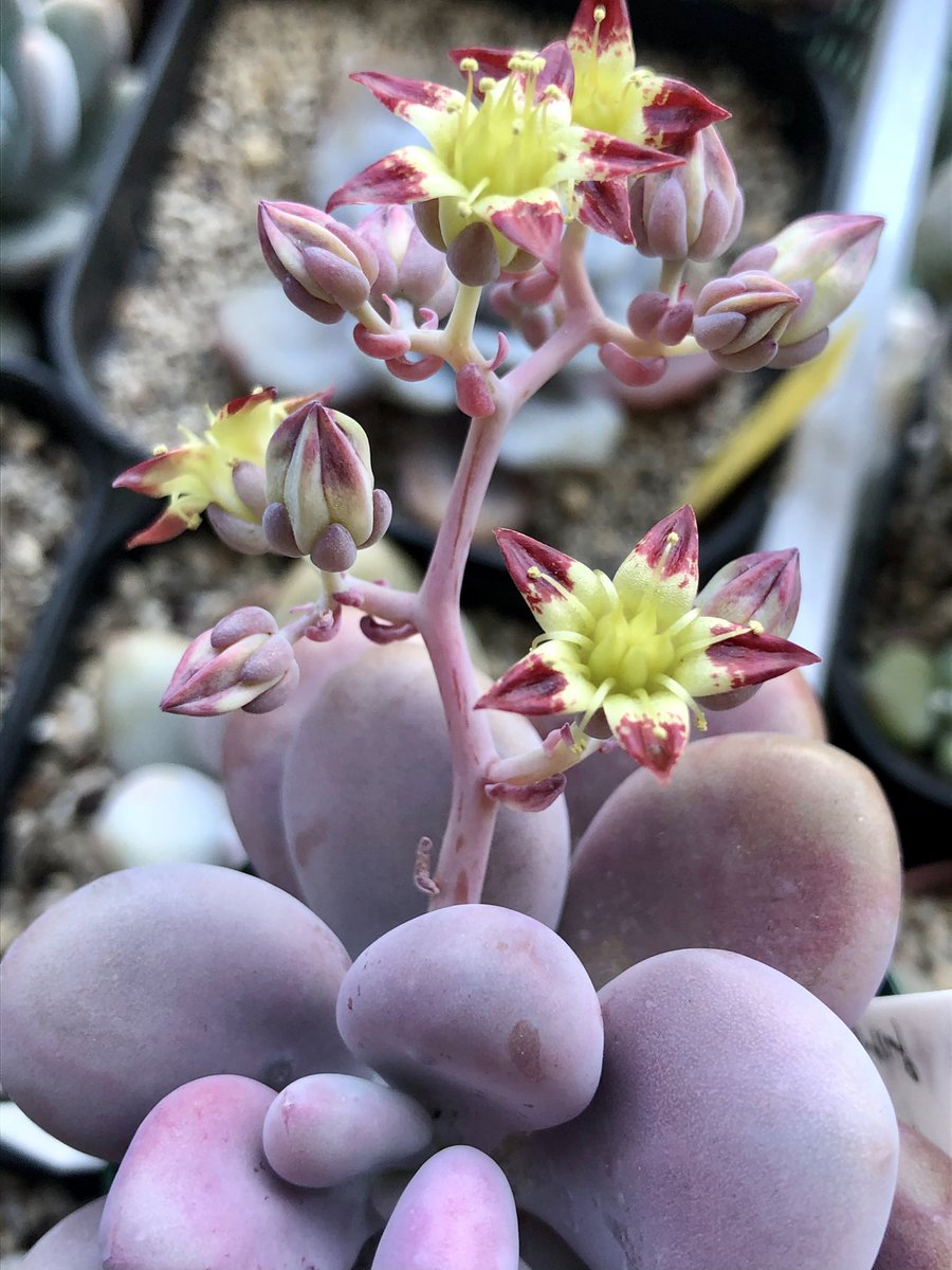 グラプトペタルム