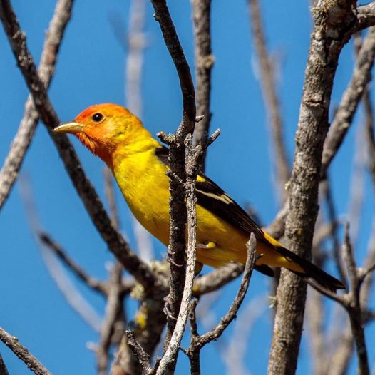 Pt. Molate Alliance tweet media