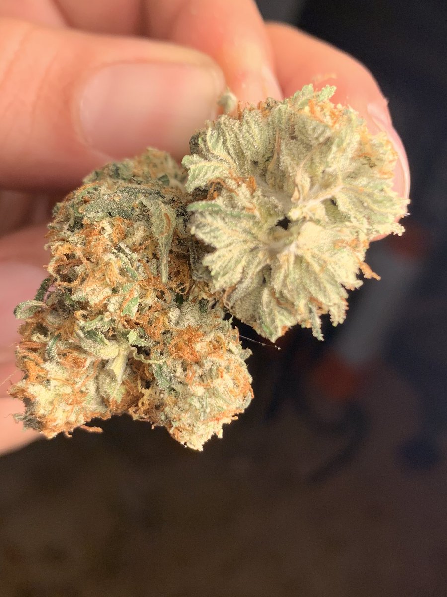 UchibaF's tweet photo. Some don shula under natural light no flash or filters needed. https://t.co/hHSq2JESdm
