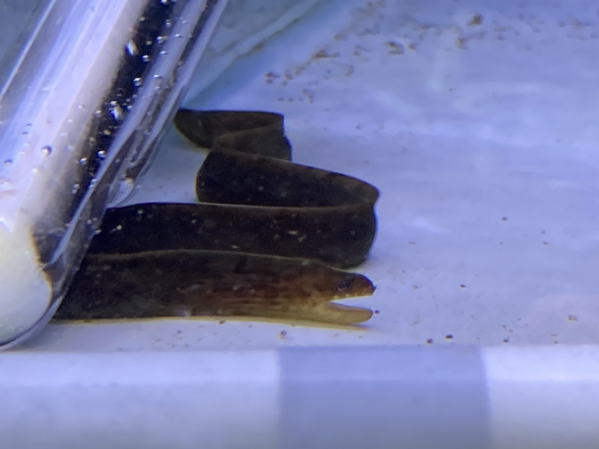ペットランドあつまれ三ヶ森店 淡水ヤマウツボと 電気ナマズです 淡水で飼育できるウツボと 驚いたときに電気を出すマナズ この魚のために 水槽一本立ち上げる 価値はあると思います あまり入荷しないので 癒しに ぜひどうぞ 北九州 八幡西区 福岡県