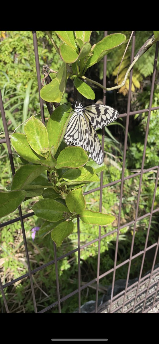 ホウライカガミ