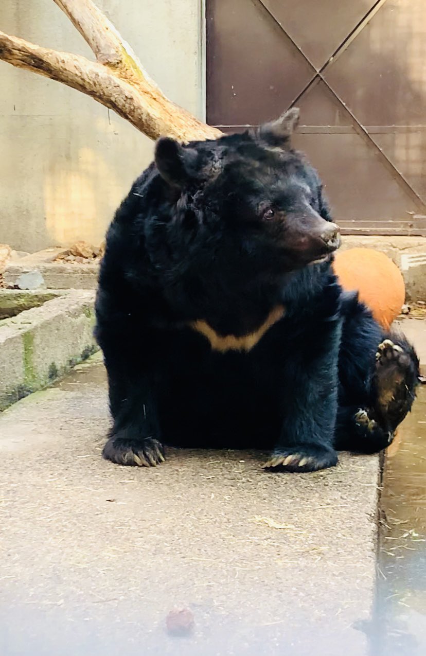 宇都宮動物園【公式】 on X: 