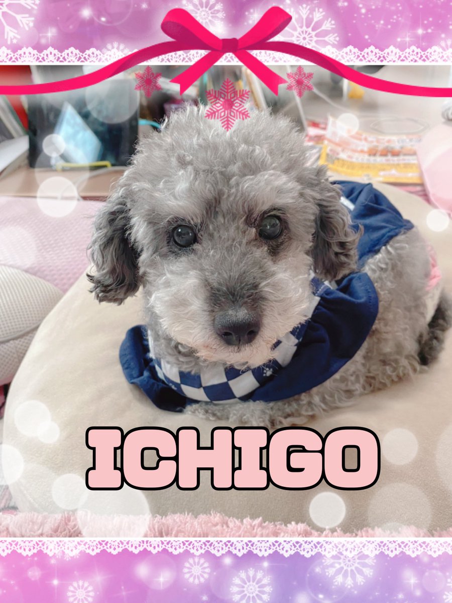 かわいい トイ プードル いちご かわいい トイ プードル いちご