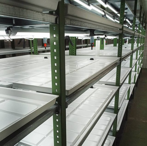 minigemuse's tweet image. Hier geht&apos;s bald rund

#Appelwarder #hiergehtsbaldrund #verticalfarming #microgreens #minigemuese