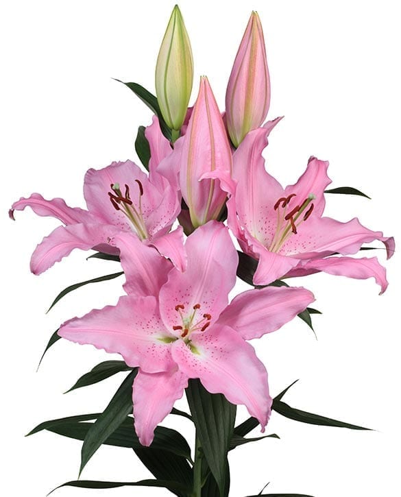 Gentily_Lilies's tweet photo. NEW NEW NEW

Catemaco 🤩💐 deze roze oriental is volop beschikbaar. Direct en via de klok. https://t.co/J2cQTXxxp0