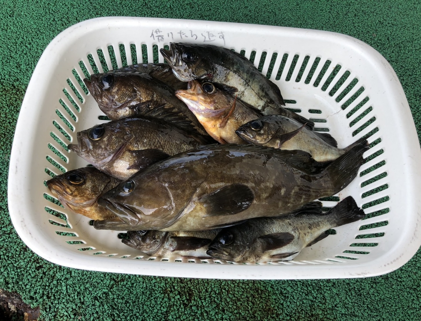 なんちゃって釣り倶楽部 今日の海づり公園 楽しい朝でした 福岡市海づり公園 クエ メバル 楽しい釣り 適当釣り T Co Wejiinz41s Twitter