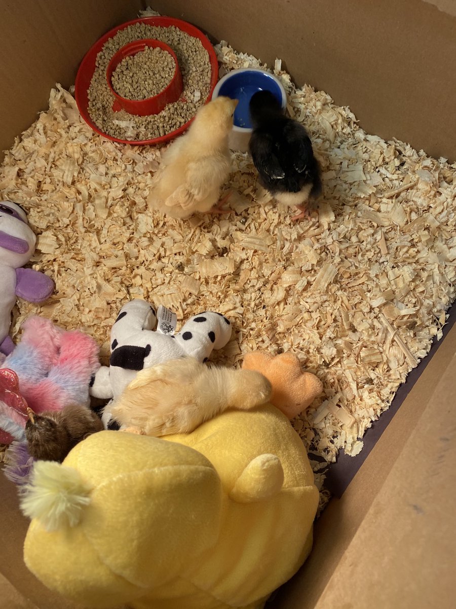 DJeneault's tweet photo. They hatched!   We have 5 cute chicks!!!  The kids are in love ❤️.  #chickens #embryology #hatch #animals. #handsonlearning https://t.co/vXPi3fpk8Q