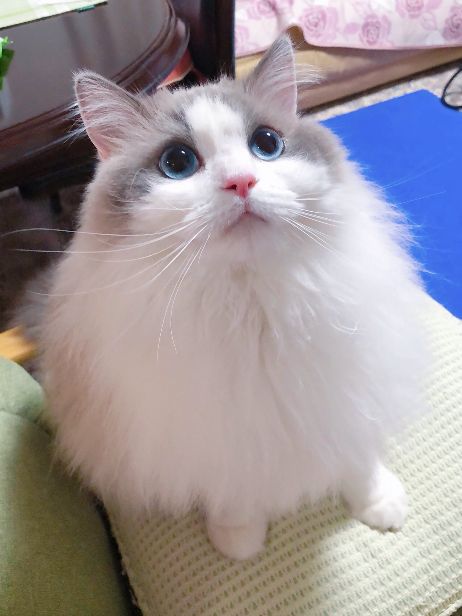 ましろ ラグドール 小トトロかわいいねぇぇぇ ラグドール 猫画像 T Co 7nrw6rvvtp Twitter