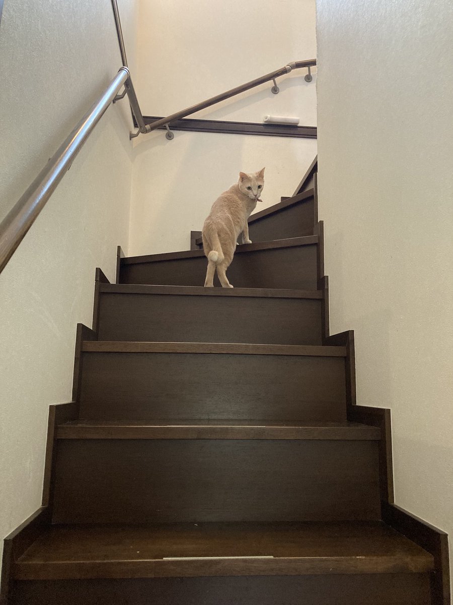 Aiko S Optimal Today Aiko S Optimal Today