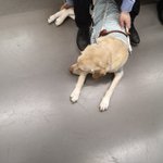 盲導犬は仕事中に声を出さない!歩きスマホの人に足を踏まれたけど声を出さずに耐えていた…