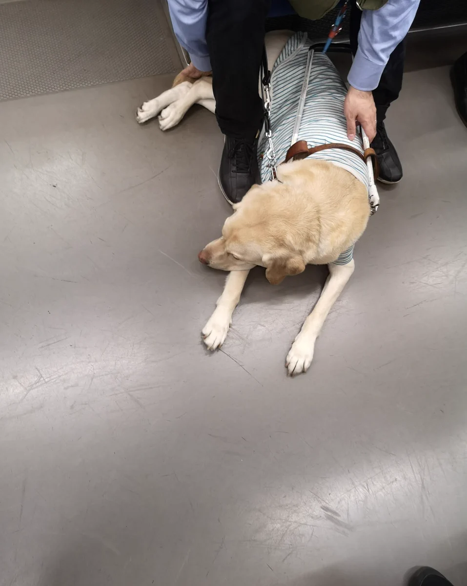盲導犬は仕事中に声を出さない！歩きスマホの人に足を踏まれたけど声を出さずに耐えていた…