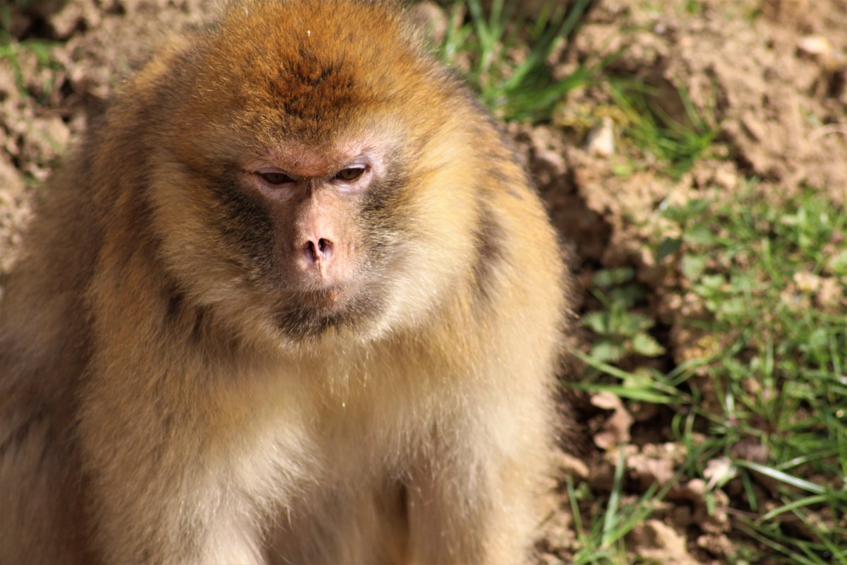 JimmysFarmHQ's tweet photo. Day 5 of #InternationalMacaqueWeek 🐵

Barbary macaques are the only species of macaque without a visible tail. They do have a very small tail but you can't see it.

They eat a diet of fruit and vegetables, insects, roots and plants. https://t.co/jw7ImaHEux