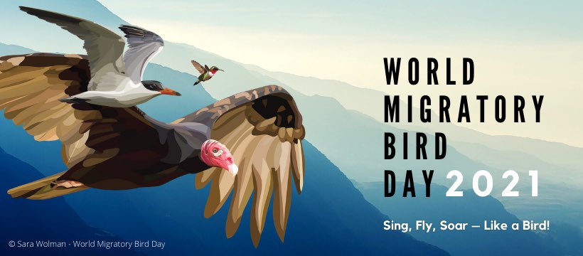 #WorldMigratoryBirdDay is 8 May🦩🦅🐧🦤🦢

Join the global celebration of #birds and #nature.

#SingFlySoar #LikeABird - is the theme in 2021 - click below to learn more:

👉bit.ly/3dfY7fr