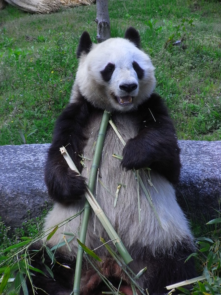 神戸市立王子動物園 公式 タケノコを食べるたんたんさんです きょうのタンタン ではないんです ２０１０年の たんたんさんですよ