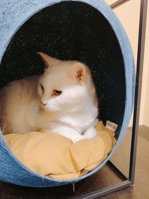 新しい猫ベッド導入したら早くもご満悦だった 
