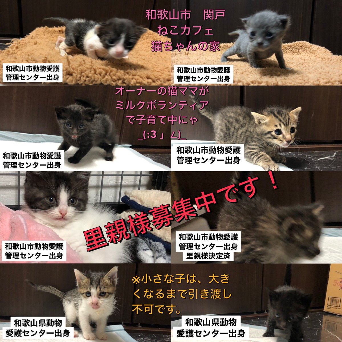 ねこカフェ 猫ちゃんの家 Neko No Uchi Twitter ねこカフェ 猫ちゃんの家 Neko No Uchi Twitter