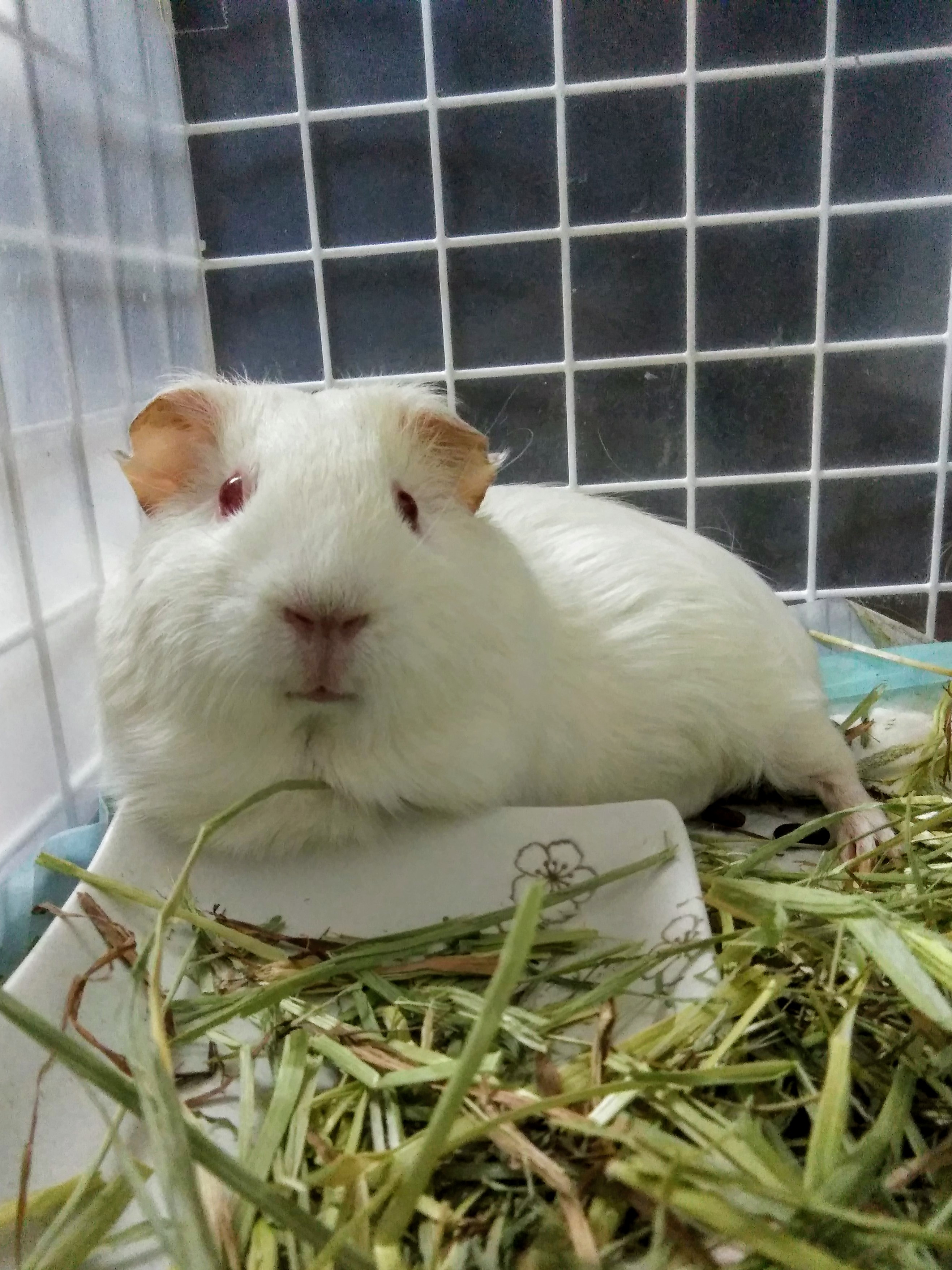 るんるん どうしよう モルモットって本当に可愛い動物さんだなぁぁ モルモット T Co Gkg4odoqes Twitter