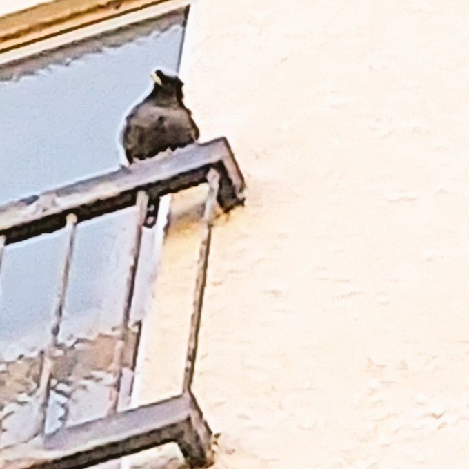 ハッカチョウのtwitterイラスト検索結果