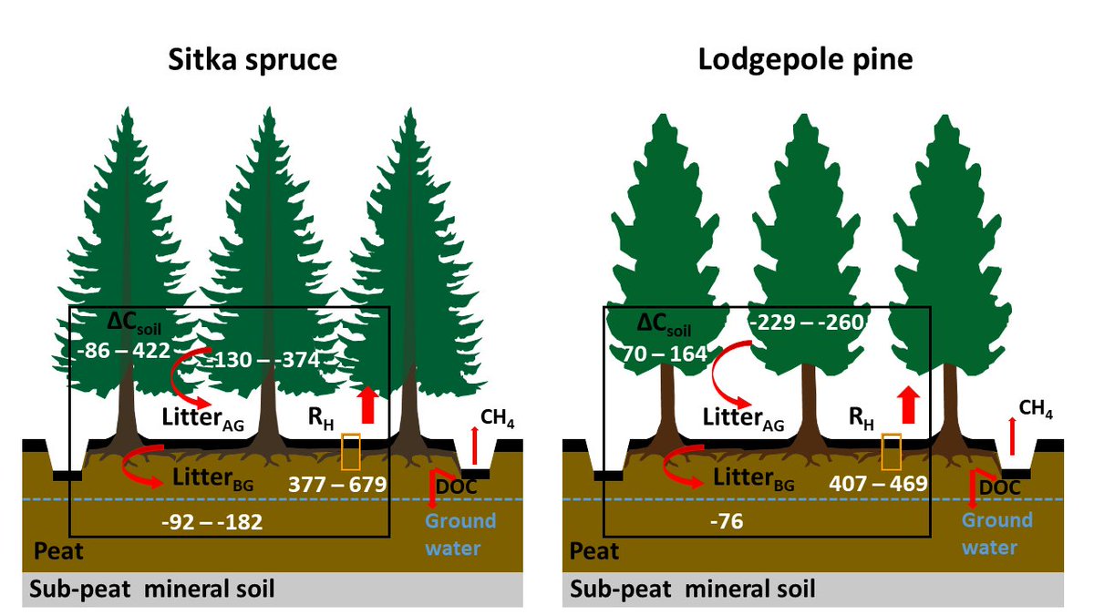 Jonay Jovani (@jonayjovani) on Twitter photo I am happy to share our latest paper with @kenbyrne8 & @ThosCummins published in <a href="/GlobalChangeBio/">Global Change Biology</a> assessing the soil C balance of afforested peatlands. These peatlands were net sources of soil C. Peatlands should not be drained #PeatTwitter #PeatPaper onlinelibrary.wiley.com/doi/10.1111/gc… I am happy to share our latest paper with @kenbyrne8 & @ThosCummins published in <a href="/GlobalChangeBio/">Global Change Biology</a> assessing the soil C balance of afforested peatlands. These peatlands were net sources of soil C. Peatlands should not be drained #PeatTwitter #PeatPaper onlinelibrary.wiley.com/doi/10.1111/gc…