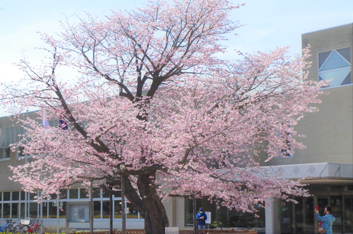 苫小牧市美術博物館 公式 苫小牧にも桜の便りが聞こえてきました 当館前の桜 はまだ控えめですが 同じく出光カルチャーパークにある図書館前の桜は満開に近いです 土日は天気が心配ですが 感染予防対策をしながらご覧になってみてはいかがでしょうか