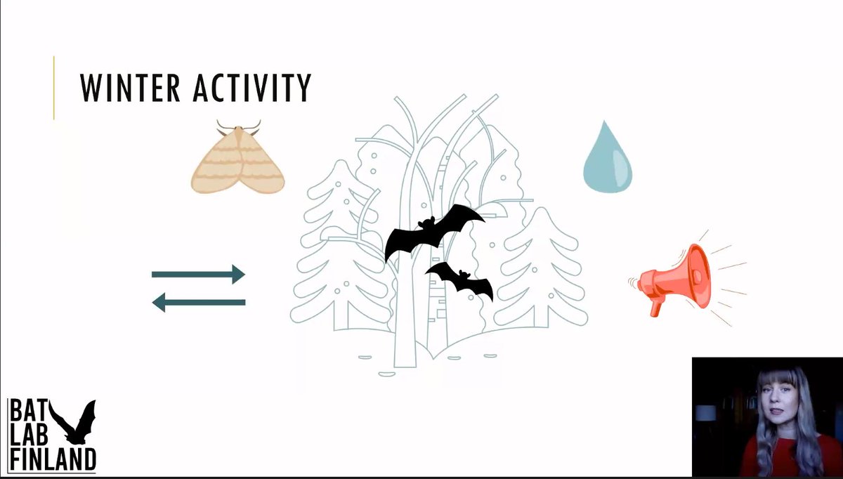 15th European Bat Research Symposium (@15thbat) on Twitter photo First up in the Acoustic Ecology concurrent session we have @annasofia_b from @BatLabFinland telling us about Winter activity in boreal bats. <a href="/UniTurku/">Turun yliopisto - University of Turku</a> <a href="/KoneenSaatio/">Koneen Säätiö</a> #rohkeatekijä First up in the Acoustic Ecology concurrent session we have @annasofia_b from @BatLabFinland telling us about Winter activity in boreal bats. <a href="/UniTurku/">Turun yliopisto - University of Turku</a> <a href="/KoneenSaatio/">Koneen Säätiö</a> #rohkeatekijä