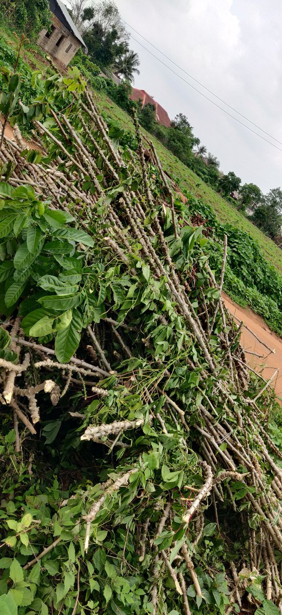 I shocked my stem supplier today.😂😂😂 He didn't know I've been lectured by oga <a href="/olusegunyemi/">OLUSEGUN OGUNYEMI</a> . What he packed to be 100 bundles was repacked to less than 40. Baba said 'eyin fine man tun select igi garri. O ma ti scarce'... I replied with na Buhari cos am.