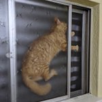 何がどうしてそうなった!？大変なことになってしまった猫さんw