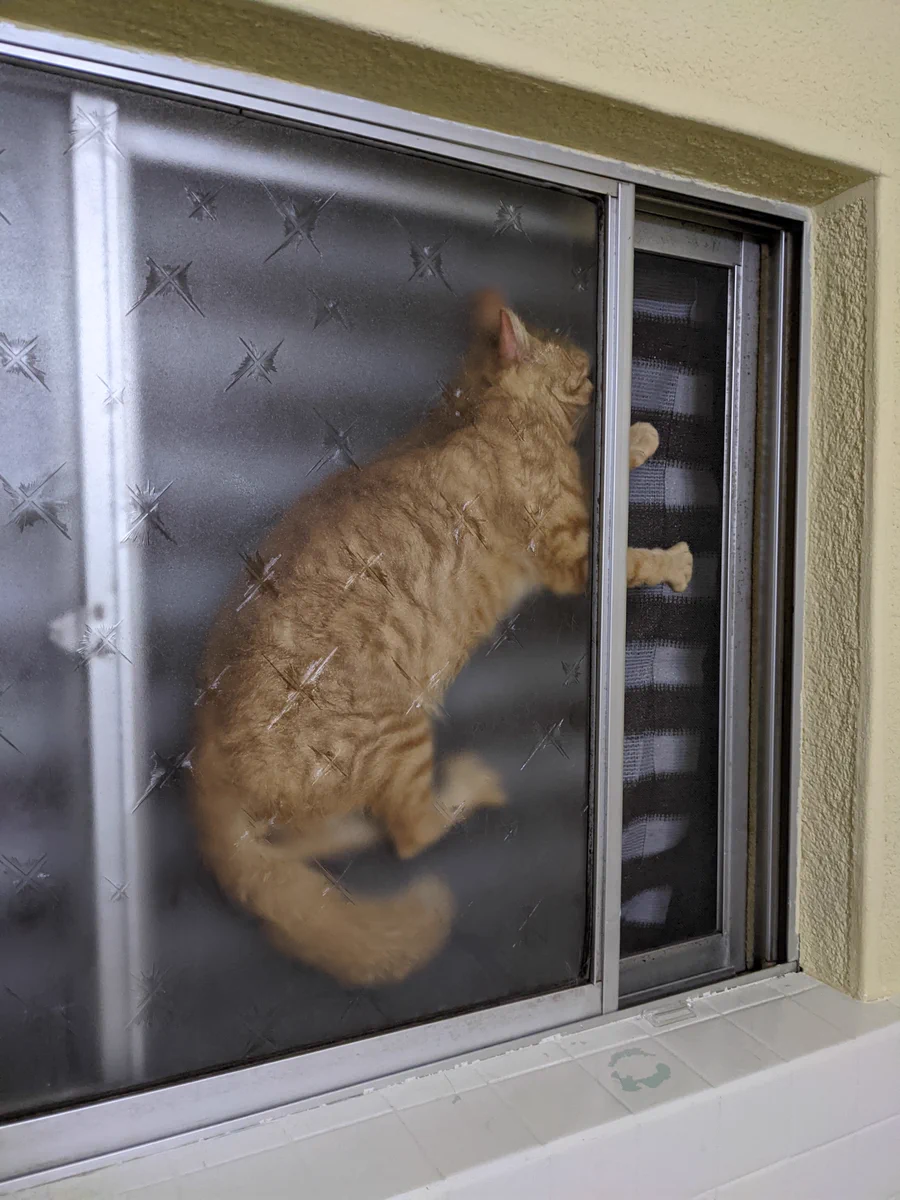 何がどうしてそうなった！？大変なことになってしまった猫さんｗｗ