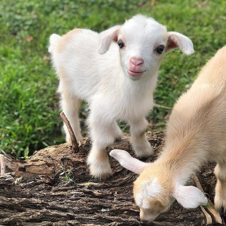 Hilo de cabras y ovejas chiquitas para que tengáis un buen viernes 