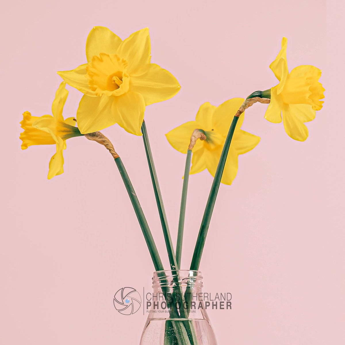 Some new Spring stock images available now to purchase here:chrissutherland.co.uk/edinburgh-stoc…

#spring #Flowers #tulip #daffodil #cherryblossom #stockphotos #stockphotography #botanical #botanicalart #Editorial #contentcreators #contentmarketing #contentcreation