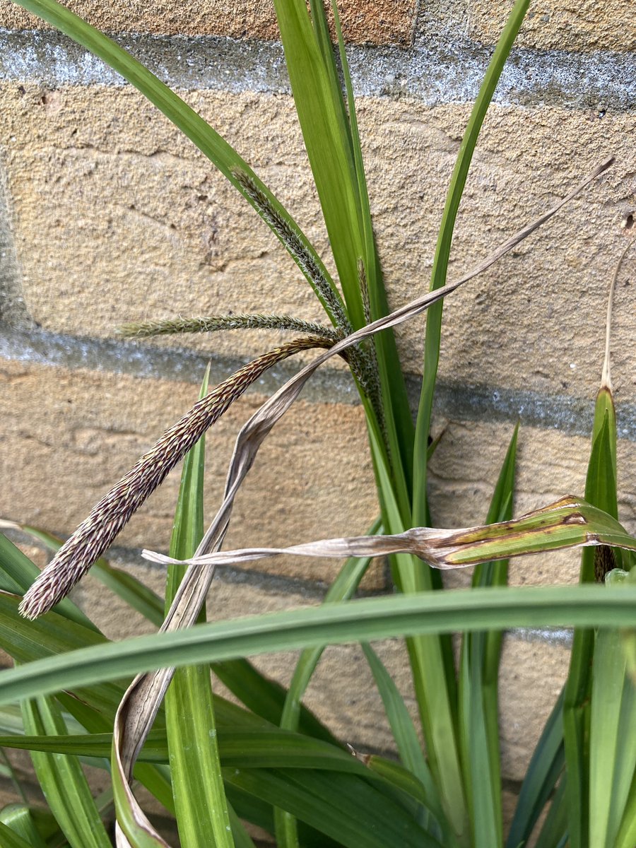 HappyHurrell's tweet photo. @crawley_mick please can you help identify this plant? I have tonnes of it in the borders of my garden! I thought they were from bulbs I planted but now seed heads appeared I’m not so sure 🥴 https://t.co/1FivHs1UlI
