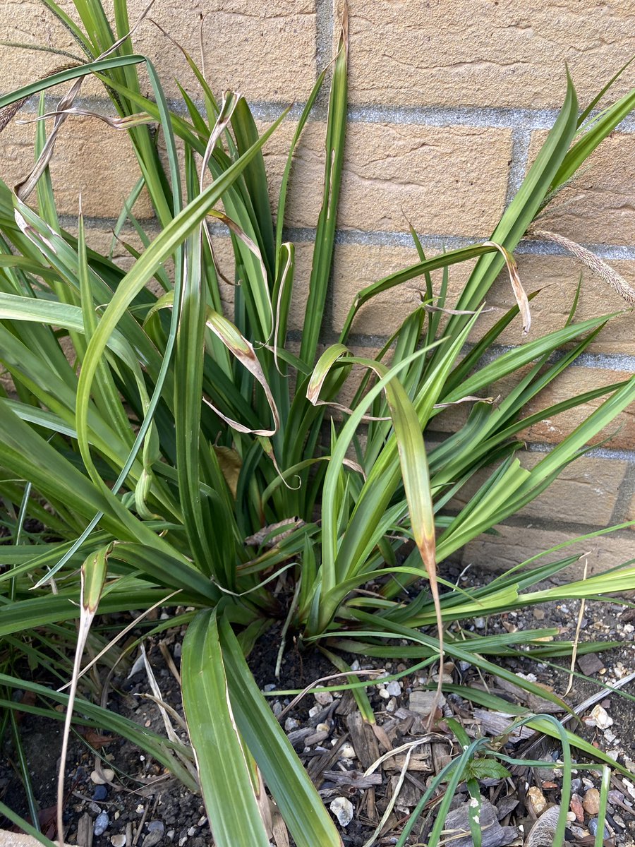 HappyHurrell's tweet photo. @crawley_mick please can you help identify this plant? I have tonnes of it in the borders of my garden! I thought they were from bulbs I planted but now seed heads appeared I’m not so sure 🥴 https://t.co/1FivHs1UlI