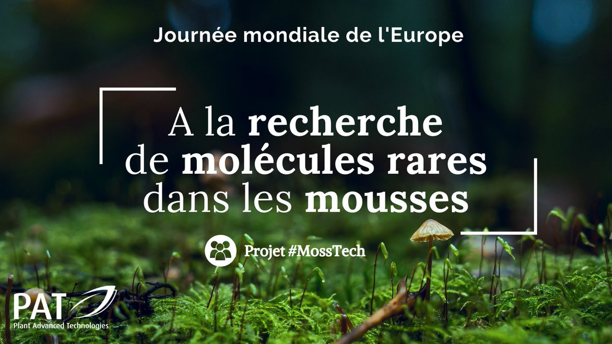 PAT_SA_54's tweet photo. 🇪🇺 Pour célébrer la journée mondiale de l'#Europe, nous vous proposons un zoom sur le projet européen #MossTech, projet de recherche passionnant sur les #bryophytes, plus communément appelées les #mousses🧪
Notre actualité 👉 https://t.co/KyAmurG8c9 https://t.co/2HIRxQEXx6