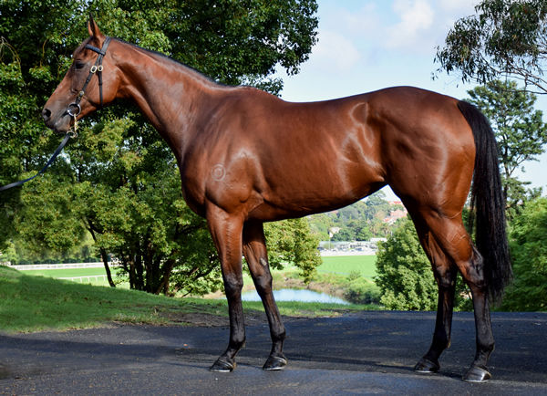 Newgate (@newgatefarm) on Twitter photo Another brilliant result for SWEET DEAL π¬ this week!
She changes hands for $850,000 at Inglis Chairman's to the bid of <a href="/LustreLodge/">Lustre Lodge</a> π₯π¨
A privilege to consign her, best of luck to the new connections π
#ItsPossible Another brilliant result for SWEET DEAL π¬ this week!
She changes hands for $850,000 at Inglis Chairman's to the bid of <a href="/LustreLodge/">Lustre Lodge</a> π₯π¨
A privilege to consign her, best of luck to the new connections π
#ItsPossible