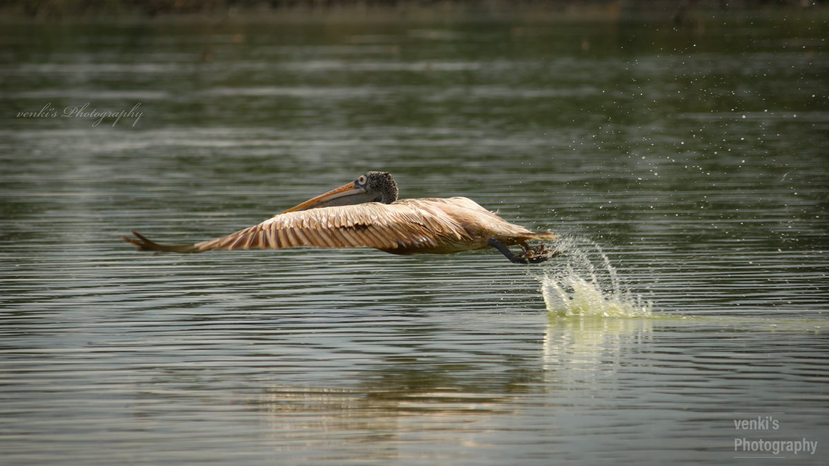 Pelican take-off.
Today morning blessed with awesome takeoff.

#natgeoyourshot #nammapakshigalu #nuts_about_wildlife #natureInFocus #natgeobirds #bbcearth #birdseyeview  #birds_of_indian_subcontinent #birdsofprey #wildtamilnadu_official #wowtamilnadu #bbcwildlife #IndiAves