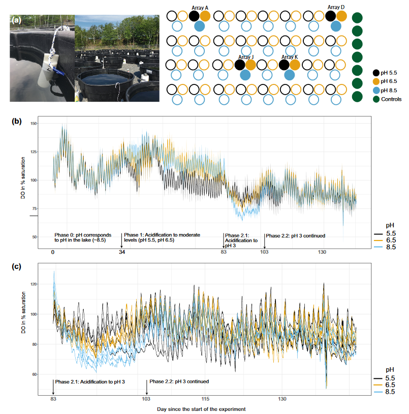 Oikos (@oikos_journal) on Twitter photo Prior exposure to stress allows the maintenance of an ecosystem cycle following severe acidification
doi.org/10.1111/oik.07…
@wileyecology <a href="/NordicOikos/">Nordic Society Oikos</a> <a href="/bio_diverse/">Andy Gonzalez</a> @sofiavanmoorsel #phytoplankton #diurnal #variation #dissolvedoxygen #mesocosm #aquatic #biomass #freshwater Prior exposure to stress allows the maintenance of an ecosystem cycle following severe acidification
doi.org/10.1111/oik.07…
@wileyecology <a href="/NordicOikos/">Nordic Society Oikos</a> <a href="/bio_diverse/">Andy Gonzalez</a> @sofiavanmoorsel #phytoplankton #diurnal #variation #dissolvedoxygen #mesocosm #aquatic #biomass #freshwater