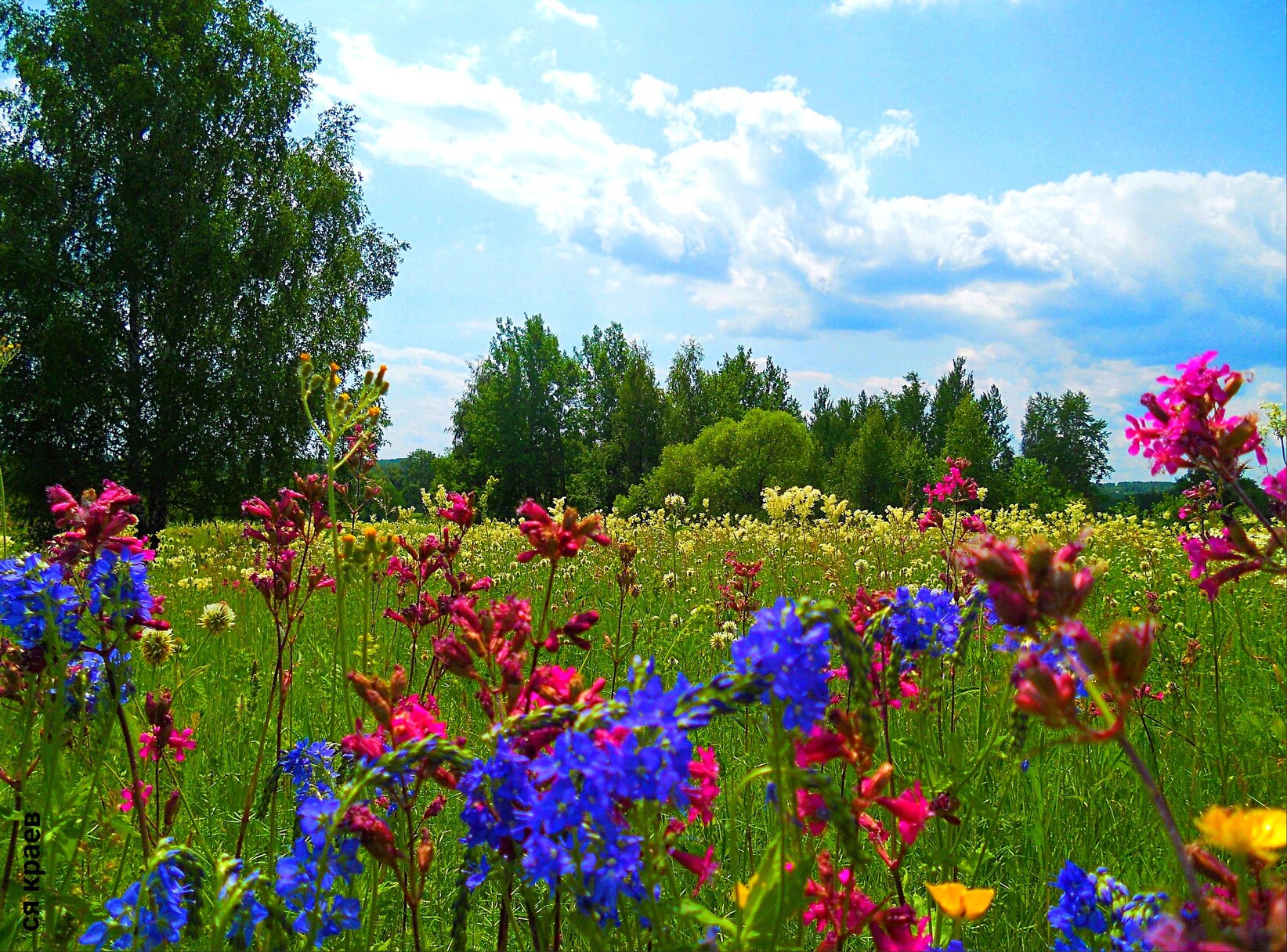 Природа Рязанского края Луга