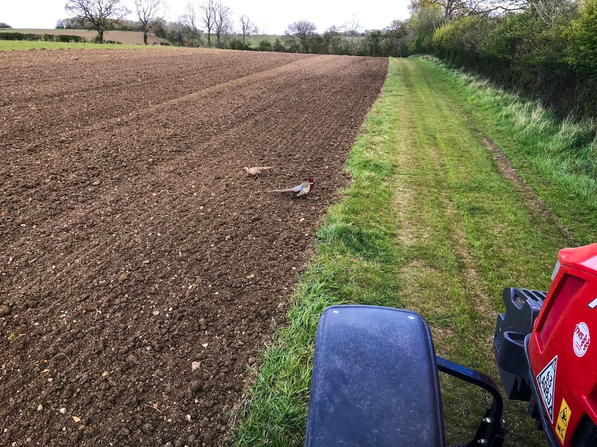 FarmViewUK's tweet photo. Bird mix in across two sites, thanks to @CotswoldSeeds AB9 Mix, with some sunflowers thrown in for good measure ☀️
The Pheasants are a bit too keen
#FarmviewUK #Birding https://t.co/6LlYWwewG0