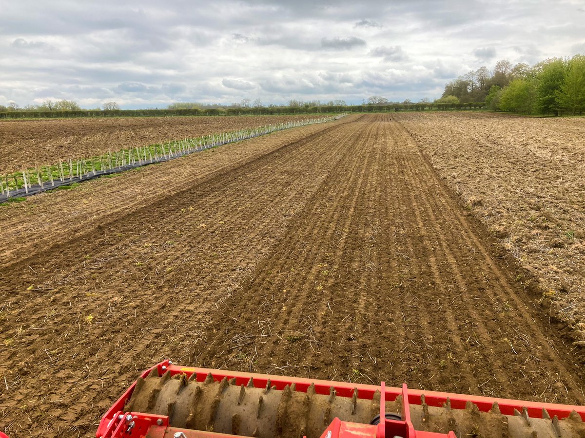 FarmViewUK's tweet photo. Bird mix in across two sites, thanks to @CotswoldSeeds AB9 Mix, with some sunflowers thrown in for good measure ☀️
The Pheasants are a bit too keen
#FarmviewUK #Birding https://t.co/6LlYWwewG0