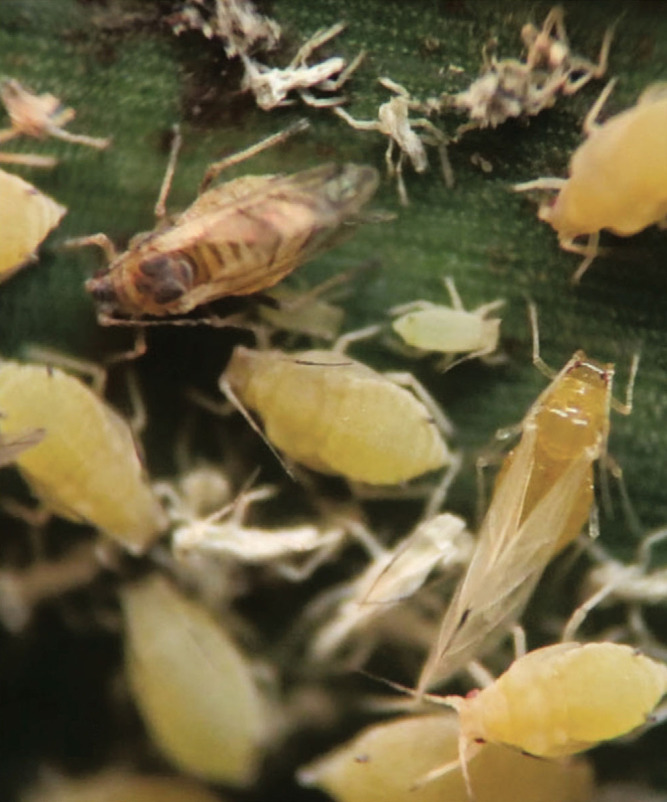 Natural Sciences Education (@natsciedu) on Twitter photo Congratulations to Sophie Filbert <a href="/sfilbert10/">Sophie Filbert</a> (KSU)! She won 1st place in the 2020 Darrel S. Metcalfe Student Journalism Contest: "Sugarcane aphids in grain sorghum" acsess.onlinelibrary.wiley.com/doi/10.1002/ns… Congratulations to Sophie Filbert <a href="/sfilbert10/">Sophie Filbert</a> (KSU)! She won 1st place in the 2020 Darrel S. Metcalfe Student Journalism Contest: "Sugarcane aphids in grain sorghum" acsess.onlinelibrary.wiley.com/doi/10.1002/ns…