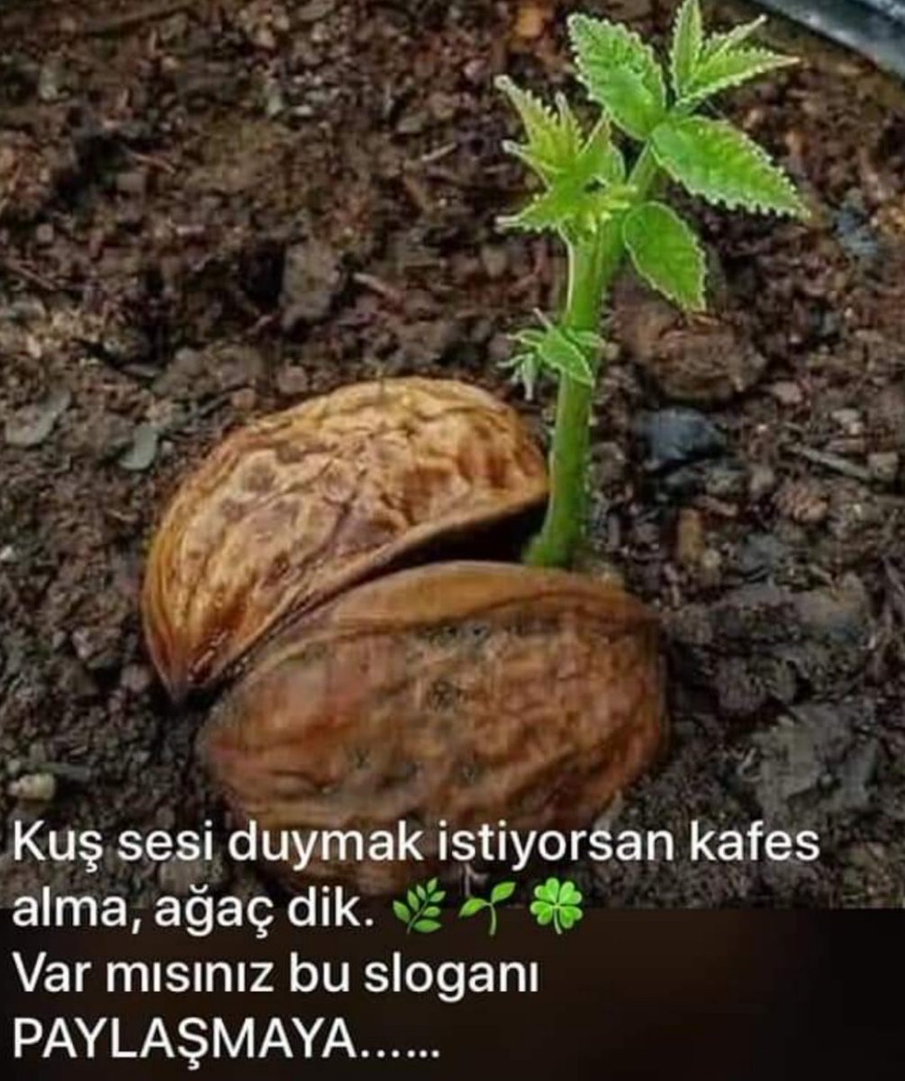 Kafes alma, ağaç dik...
