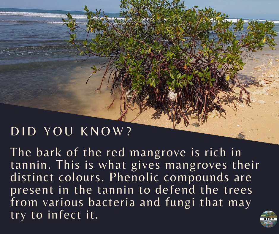 Its #FunFactFriday!!! Today we look at an important compound found in mangroves. #nept #mangroves #conservation #protectmangroves