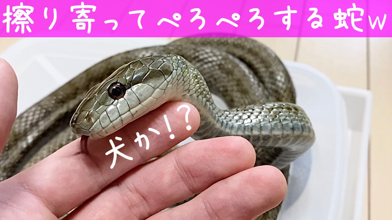 アオダイショウ マグカップ ヘビ 蛇 爬虫類 アオダイショウ・シマヘビの飼育方法！マウスの給餌など飼い方の